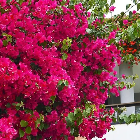 Andaluz *